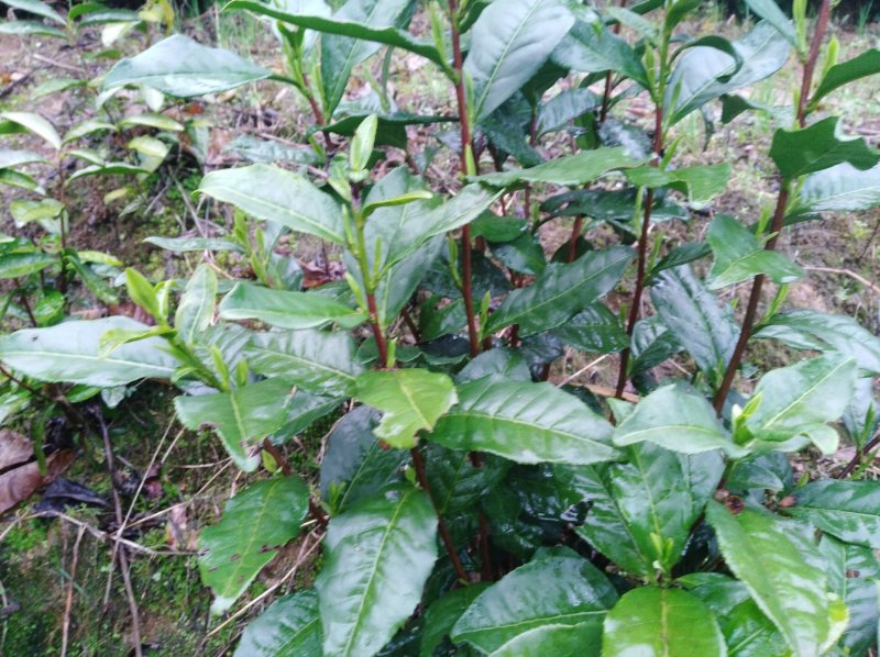 黄山毛峰，黄山厂家直销，欢迎各位老板参观选购！