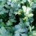 大叶香菜