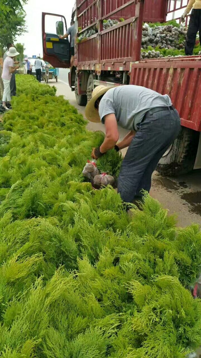 洒金柏.洒金柏小苗.洒金柏球