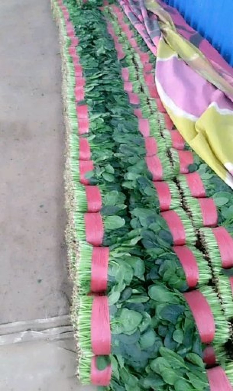 菠菜