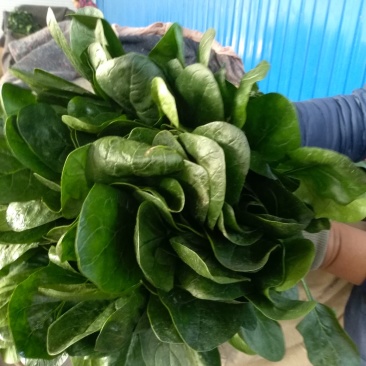 菠菜
