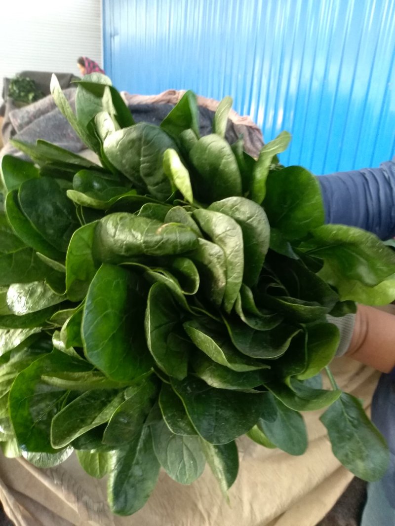 菠菜