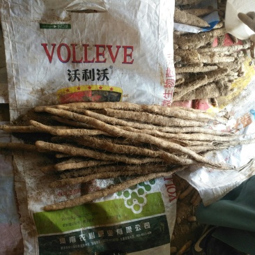 小白嘴曲扁