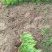 【推荐】批发出售：洒金柏苗.20-30cm高
