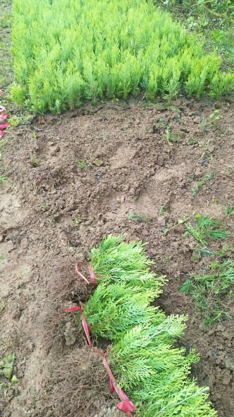 【推荐】批发出售：洒金柏苗.20-30cm高