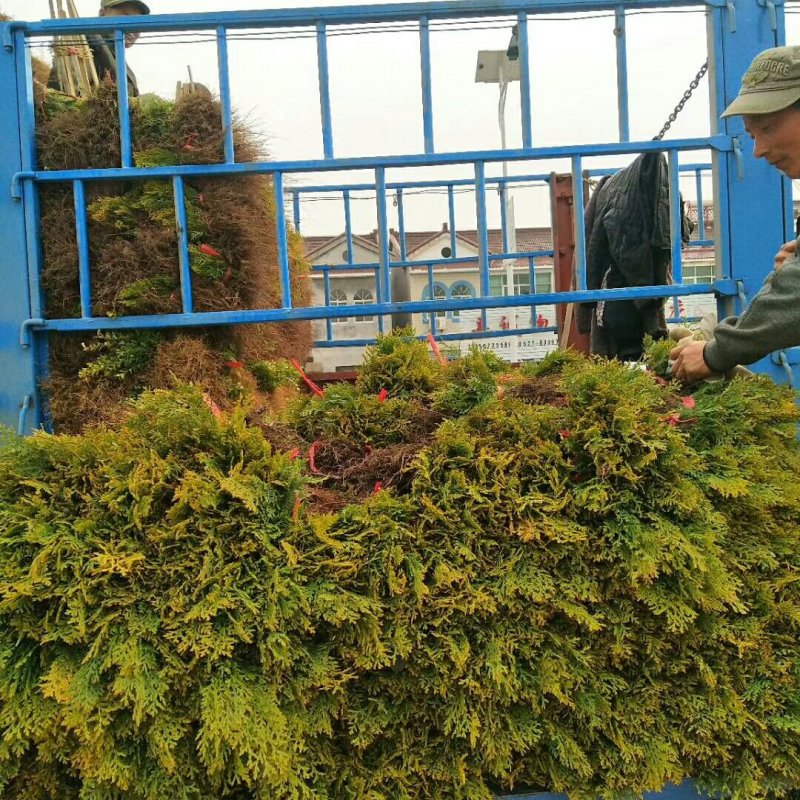 【推荐】批发出售：洒金柏苗.20-30cm高