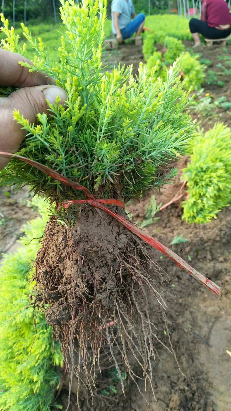【推荐】批发出售：洒金柏苗.20-30cm高