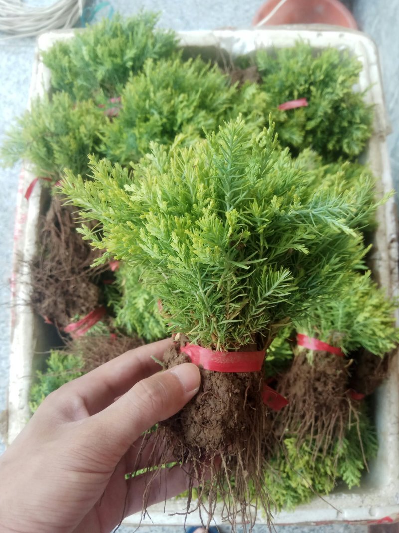 【推荐】批发出售：洒金柏苗.20-30cm高