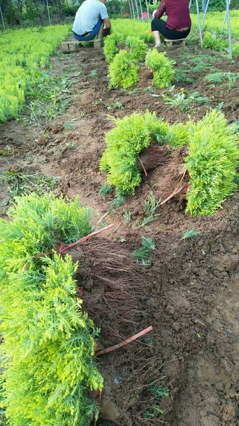 【推荐】批发出售：洒金柏苗.20-30cm高