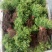 【推荐】批发出售：洒金柏苗.20-30cm高