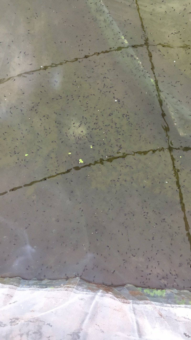 大量供应青蛙苗卵块量大量大优惠
