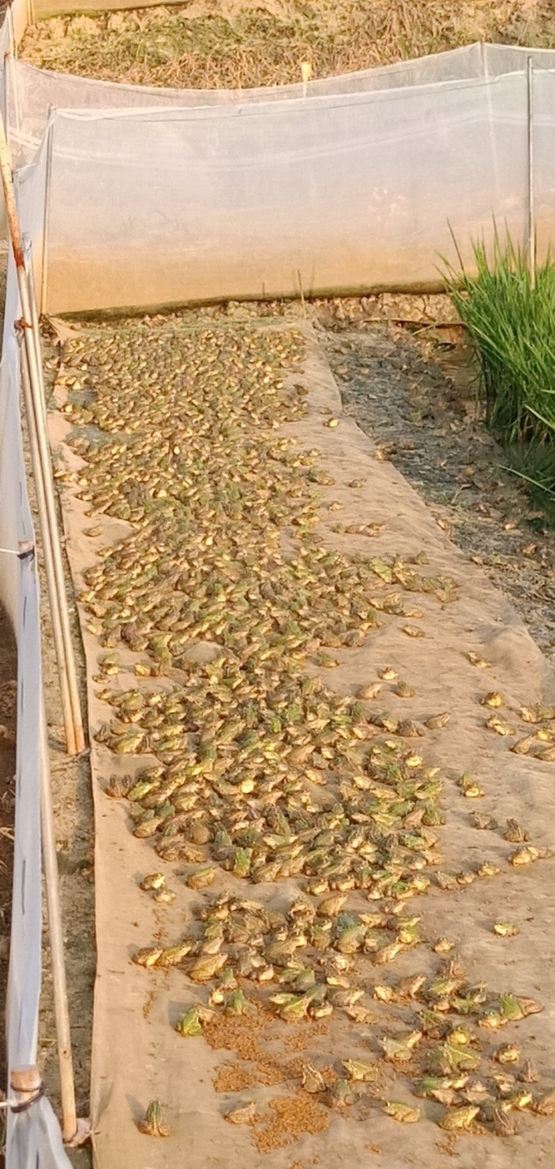 大量供应青蛙苗卵块量大量大优惠