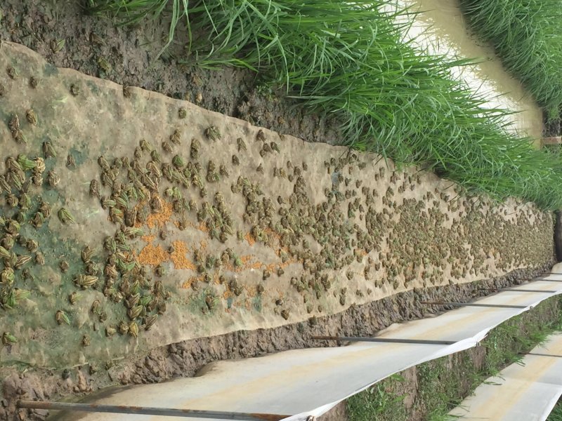 大量供应青蛙苗卵块量大量大优惠