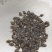 大量供应青蛙苗卵块量大量大优惠