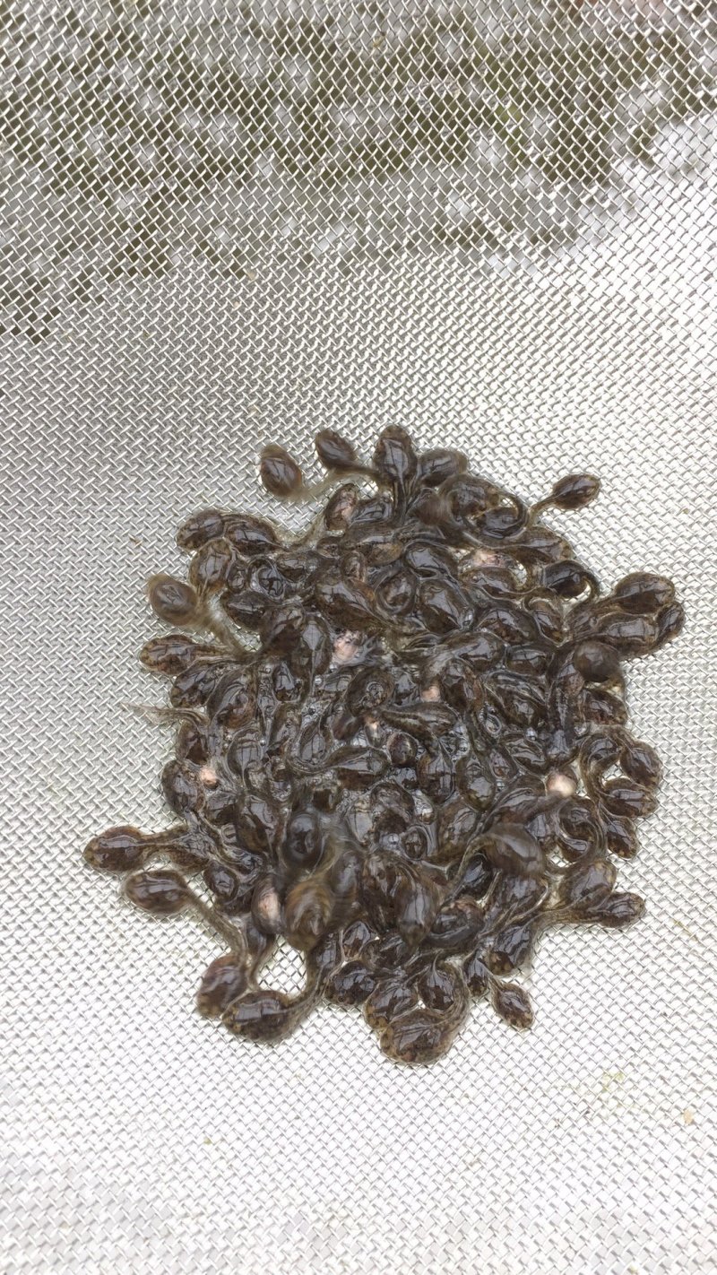 大量供应青蛙苗卵块量大量大优惠