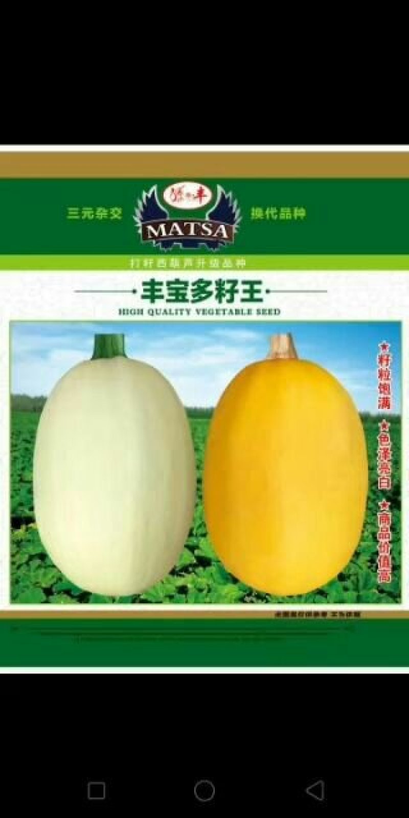 打籽西葫芦种子，无壳南瓜种子，炒货良种