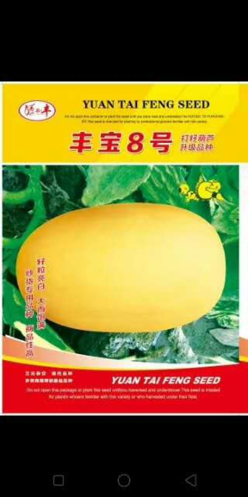 打籽西葫芦种子，籽用西葫芦种子