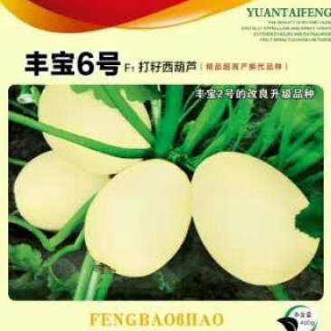 打籽西葫芦种子，籽用西葫芦种子