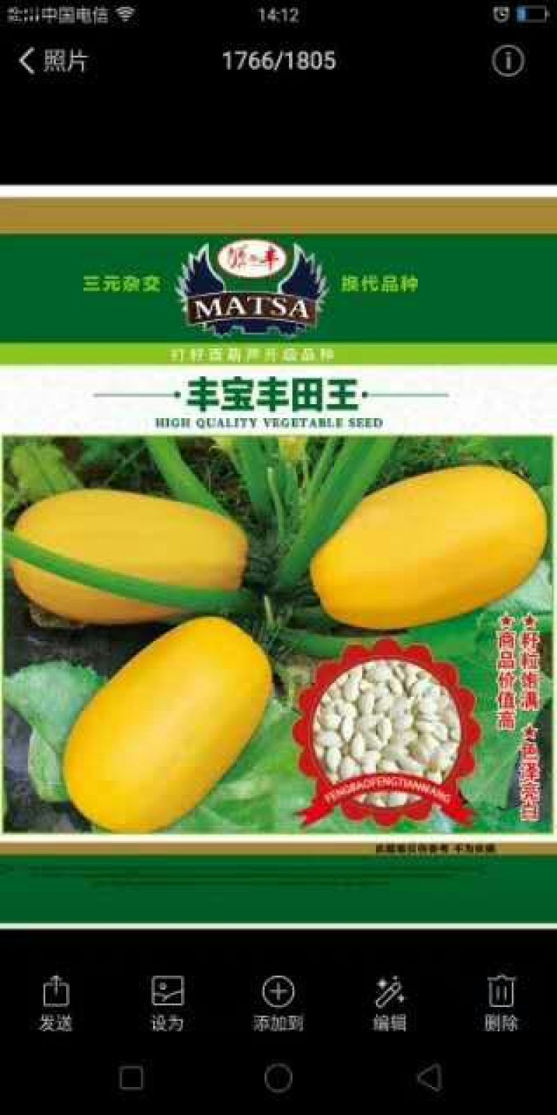打籽西葫芦种子，籽用西葫芦种子