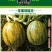 打籽西葫芦种子，籽用西葫芦种子