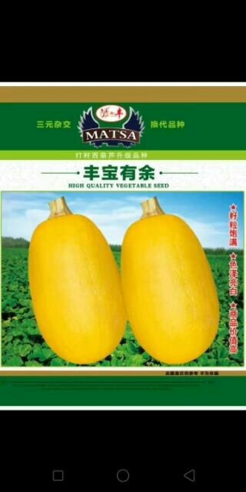 打籽西葫芦种子，籽用西葫芦种子