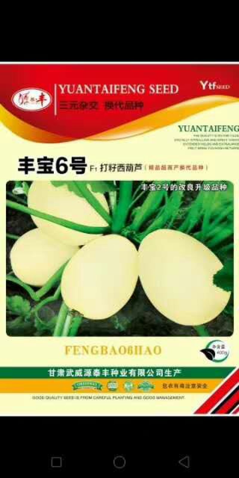 打籽西葫芦种子，光板种子