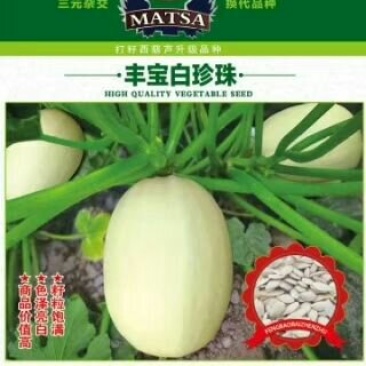 打籽西葫芦种子，光板种子