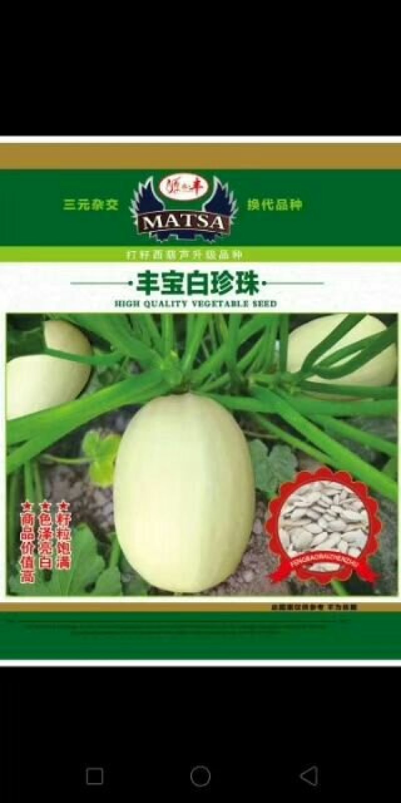 打籽西葫芦种子，光板种子