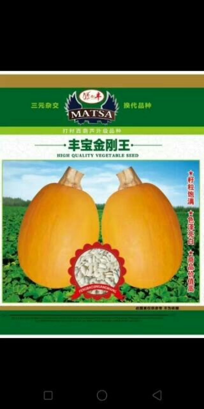 打籽西葫芦种子，光板种子