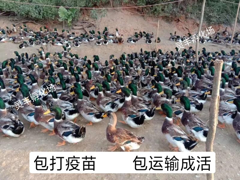 大种杂交四点麻鸭苗《高销量热卖》购买放心，承诺；假一赔十