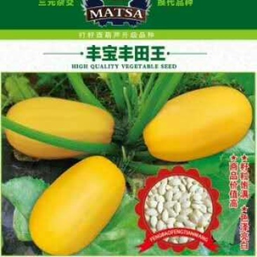 打籽西葫芦种子