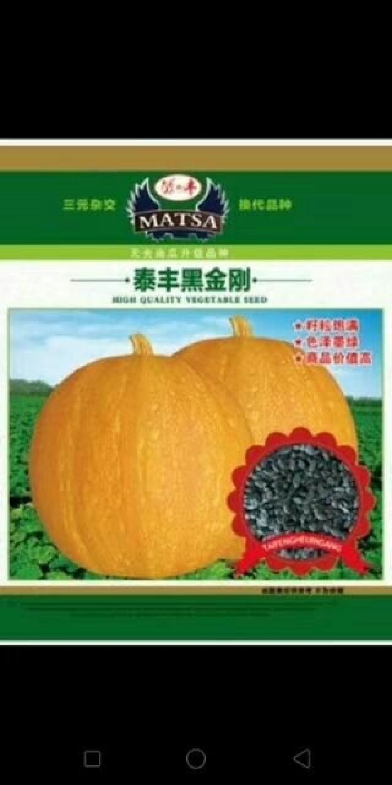 籽用南瓜种子