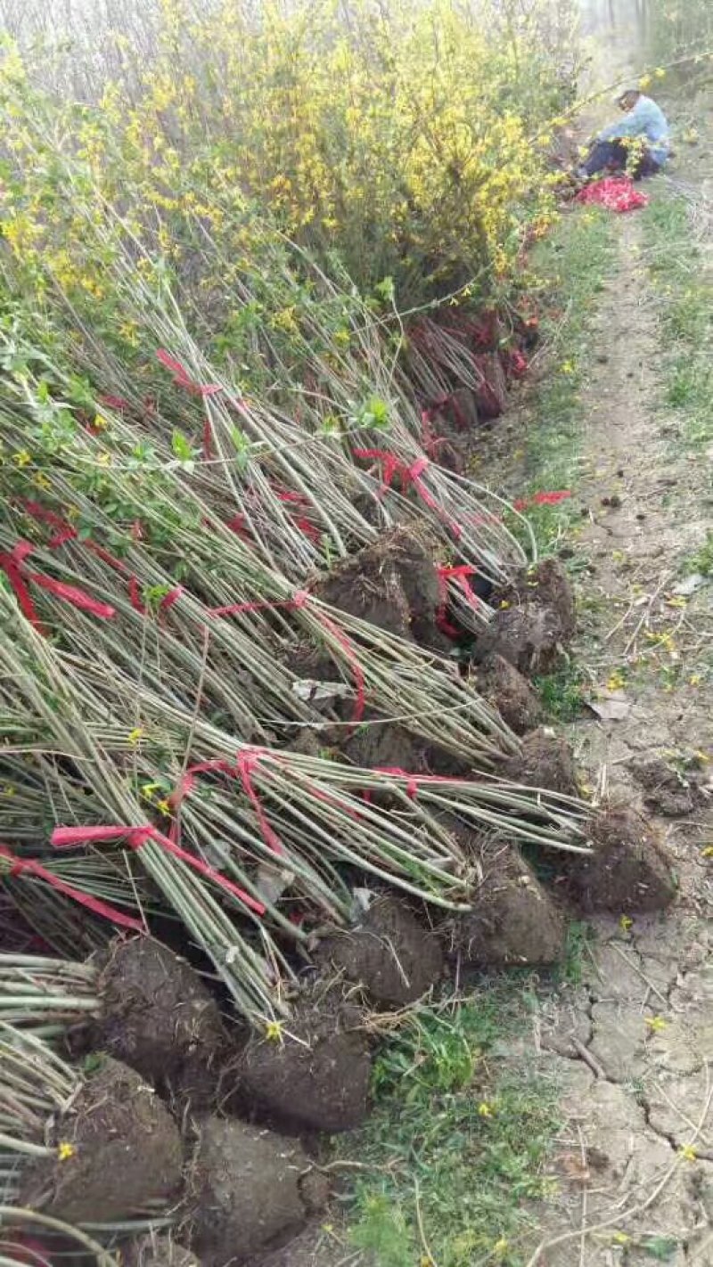 出售：高50-80cm连翘.连翘苗（球）