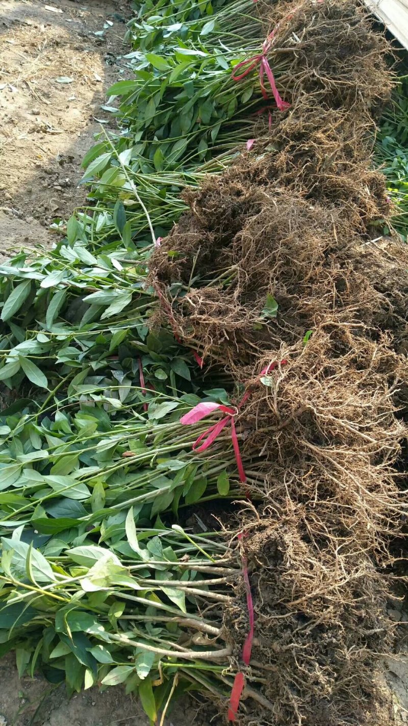出售：高50-80cm连翘.连翘苗（球）