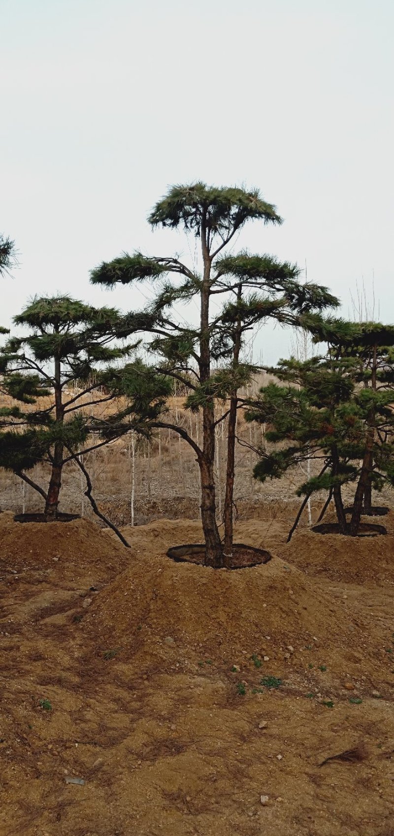 造型松各规格