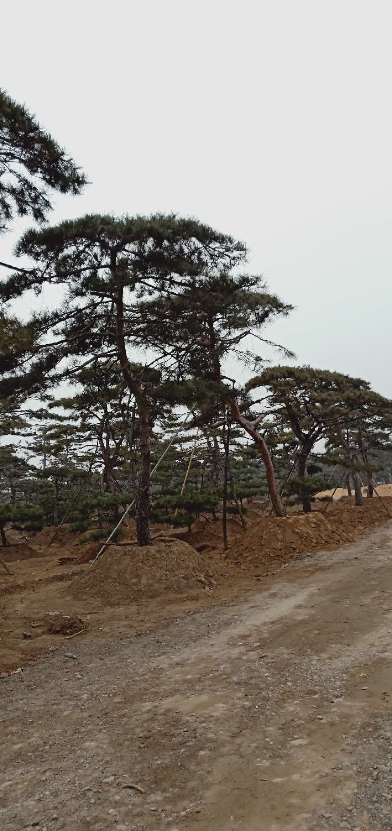 造型松各规格