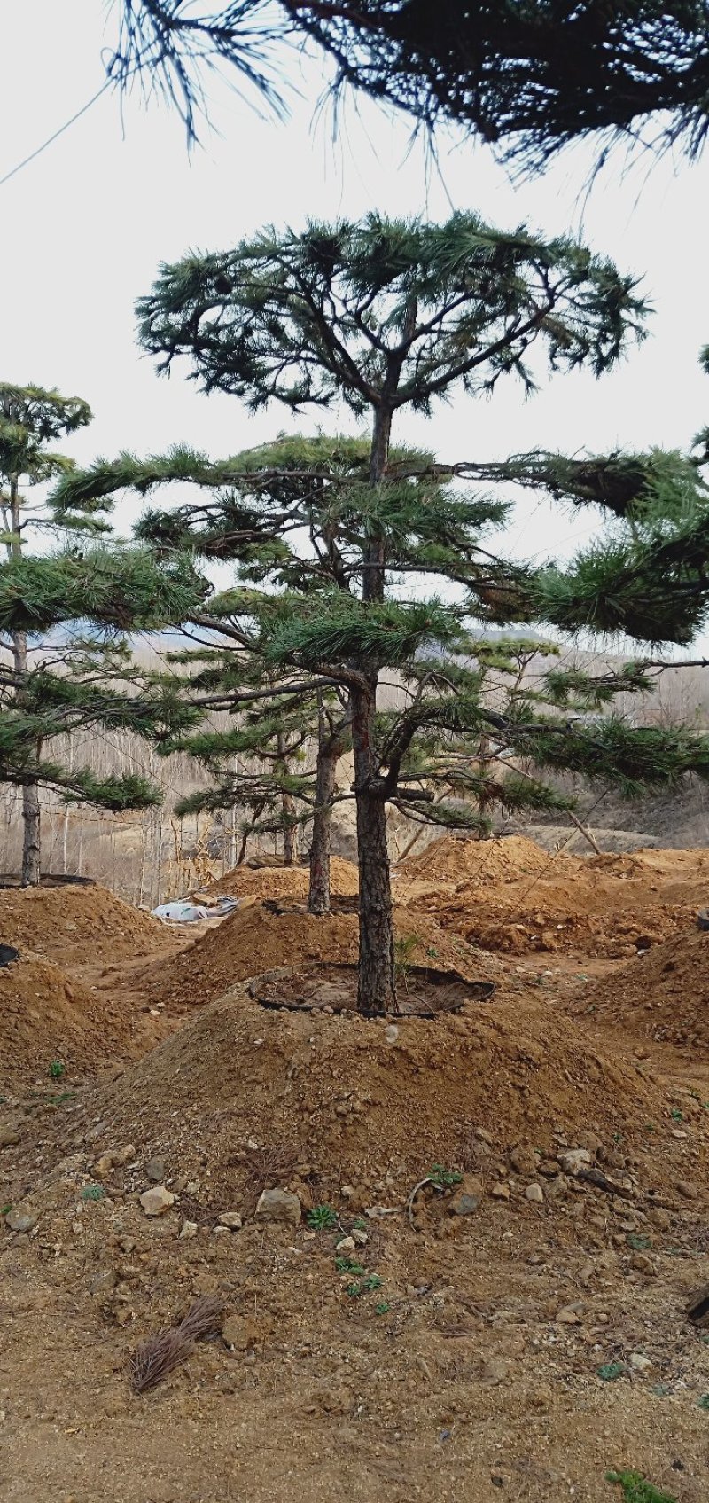 造型松各规格