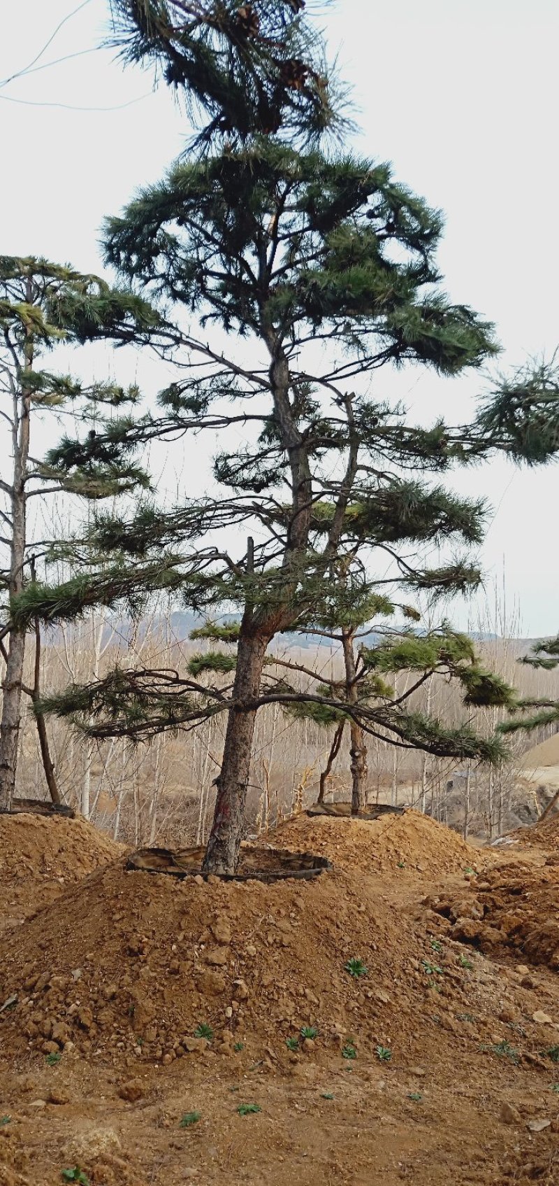 造型松各规格