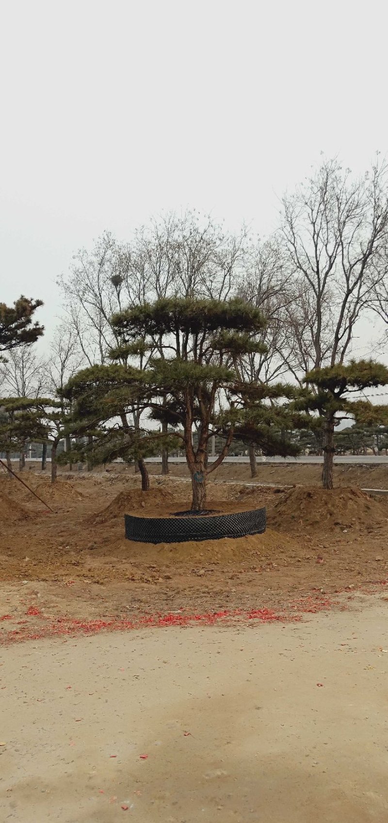造型松各规格