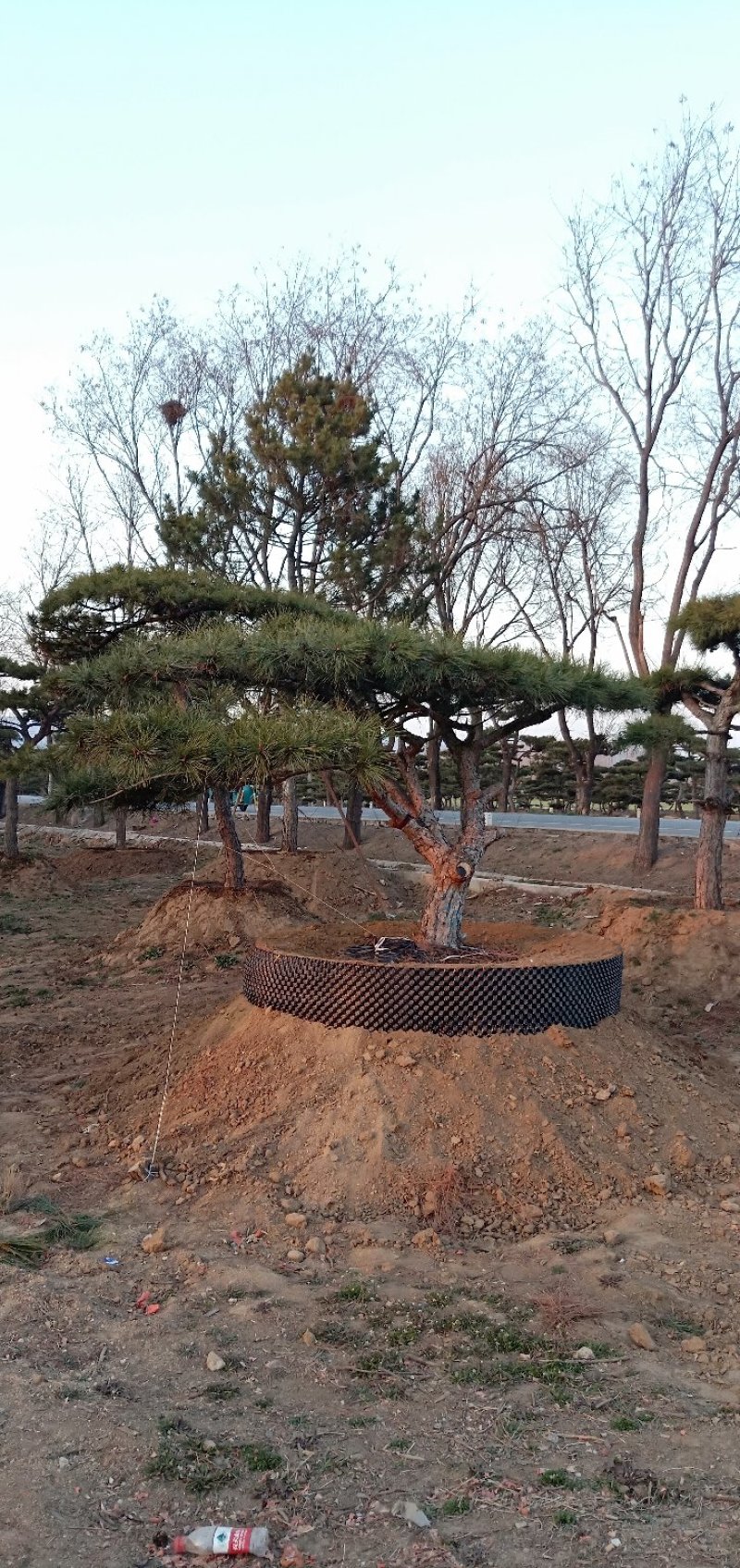 造型松各规格