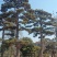 造型松各规格