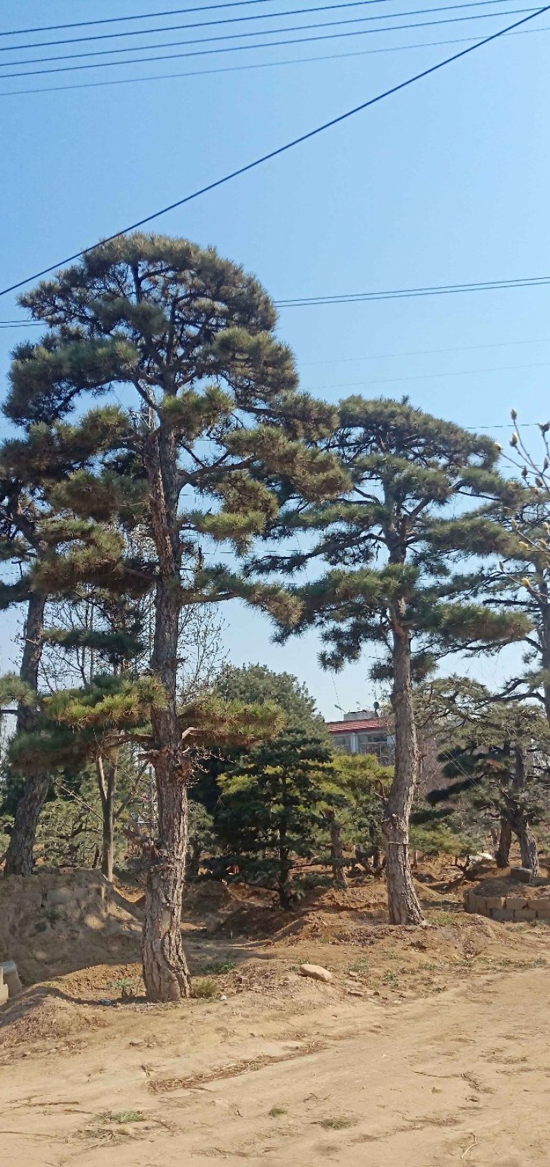 造型松各规格