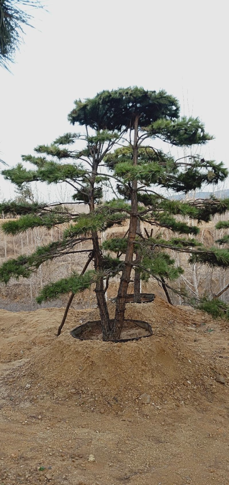 造型松各规格