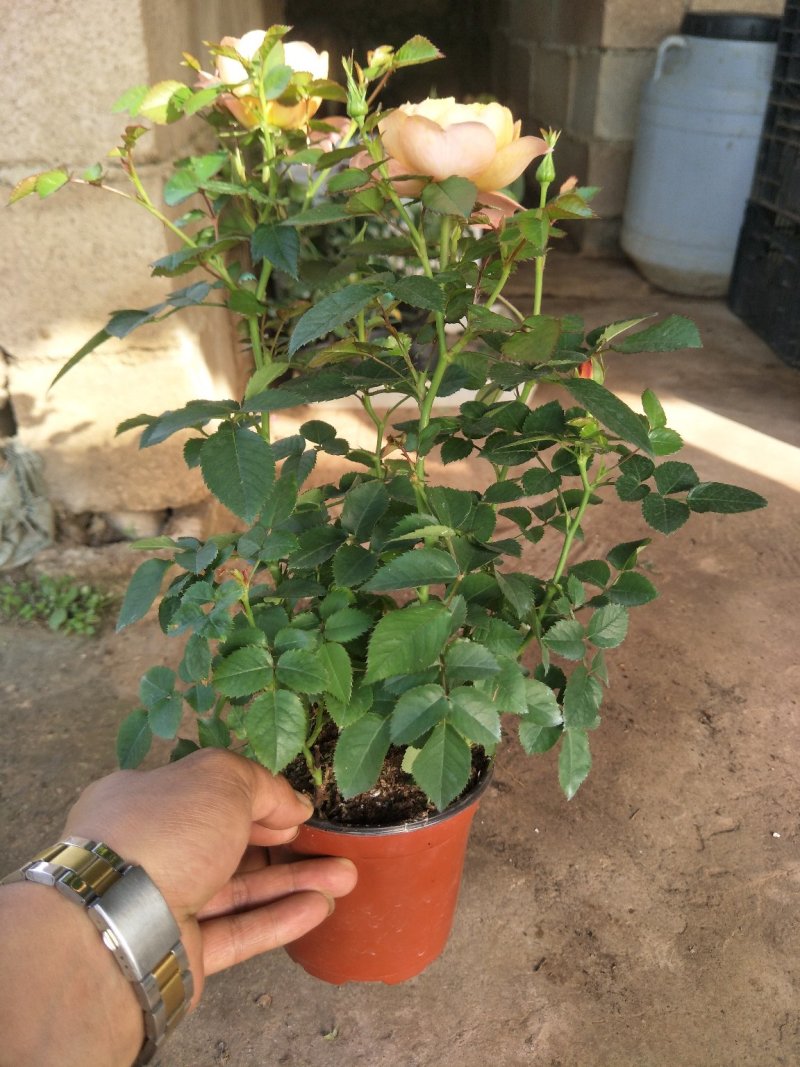玫瑰盆景，果汁阳台，月季盆栽，花卉绿植，