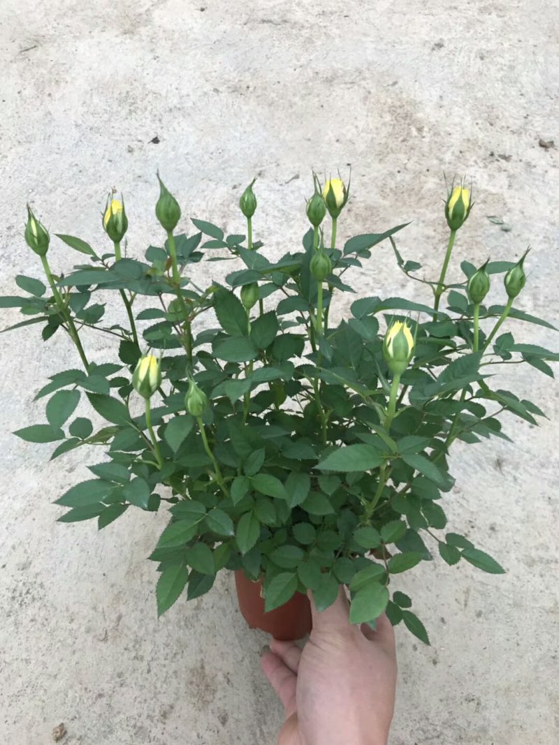 玫瑰盆景，果汁阳台，月季盆栽，花卉绿植，