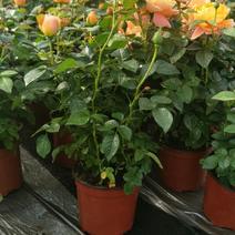 玫瑰盆景，果汁阳台，月季盆栽，花卉绿植，