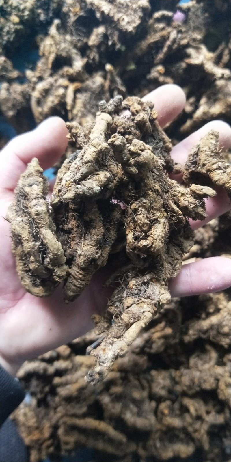 黄连，鸡爪连，单支连，黄连片批发零售量大从优
