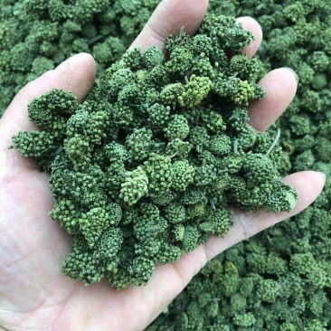 包邮文山三七（三七花）特级三年花，色青无硫纯净货