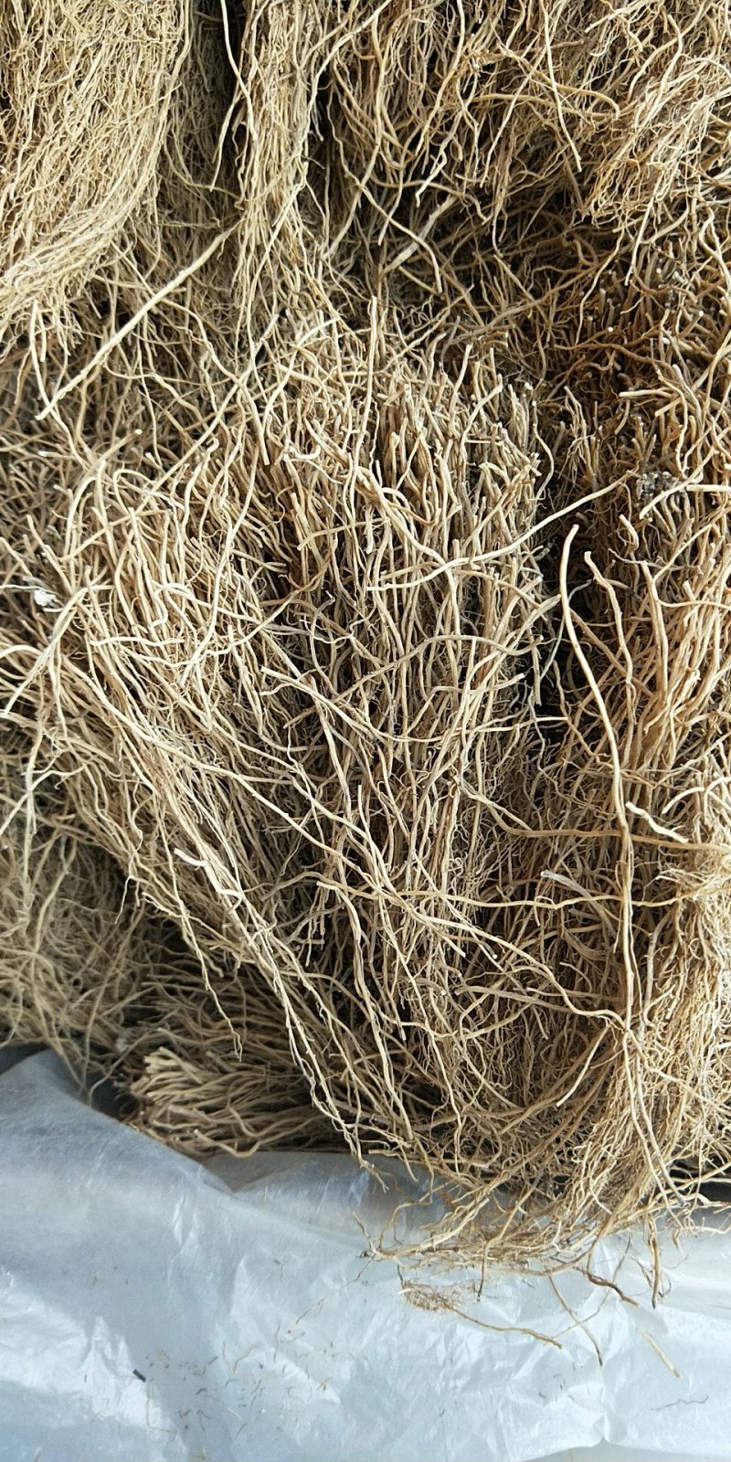 中药材细辛土细辛辽细辛代磨粉支持药检