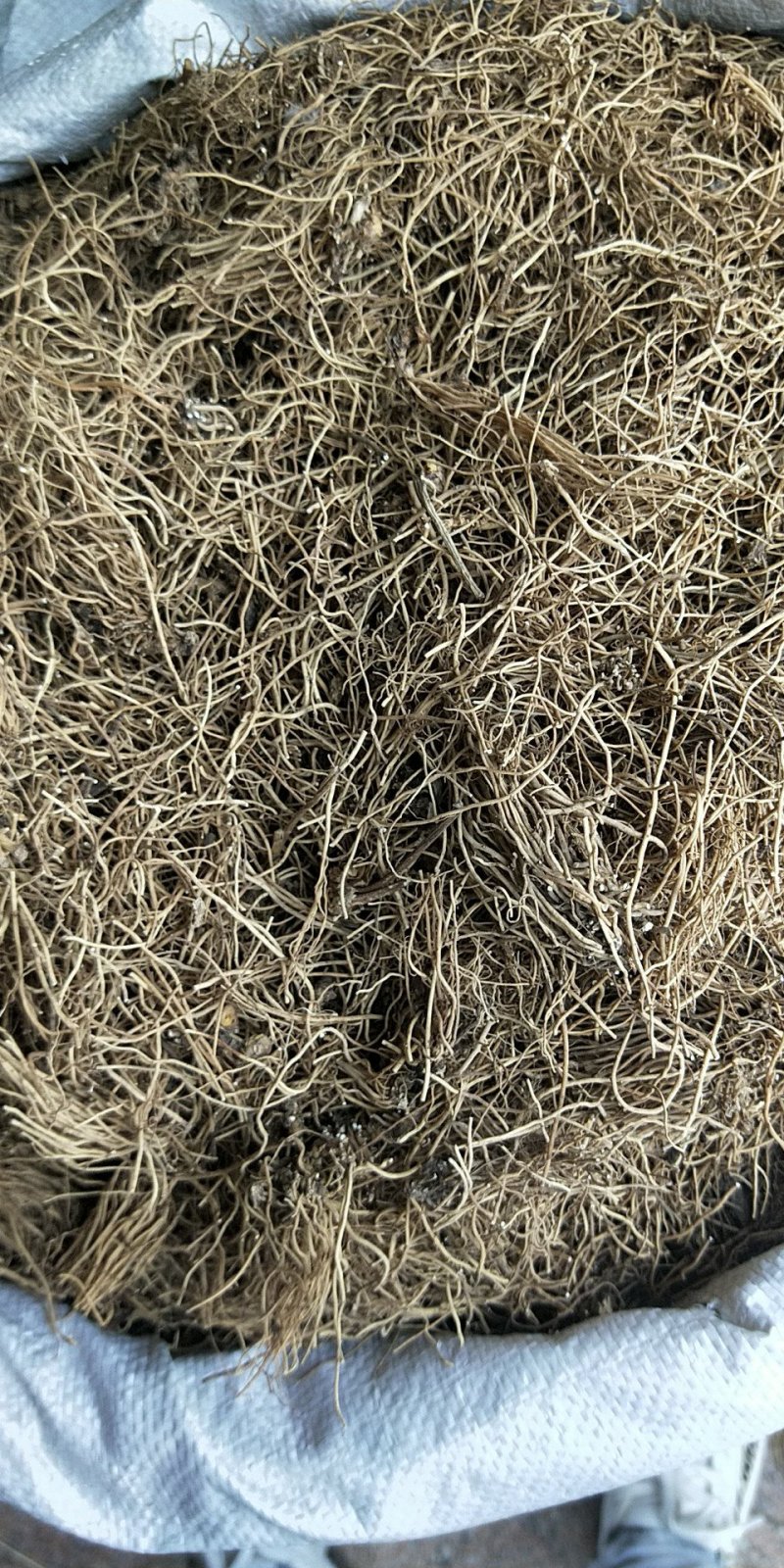 中药材细辛土细辛辽细辛代磨粉支持药检